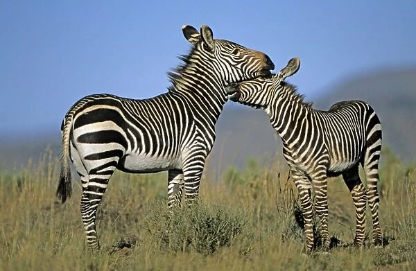 CAN-2663. Mountain Zebras - Mother and baby - South Africa - IUCN Endangered