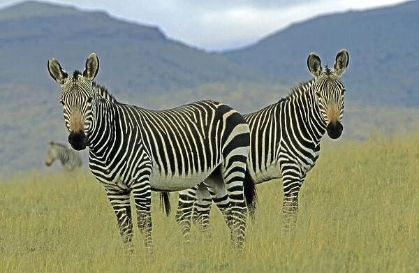 CAN-2664. Mountain Zebras - South Africa - IUCN Endangered