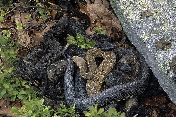 CAN-2994. Timber Rattlesnake - Northeastern United States - Venomous pit