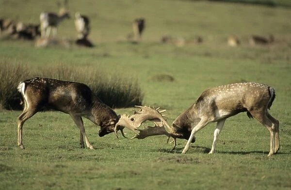 CAN-3006. Fallow Deer -UK - Males fighting in rut - Central Europe - Iberia