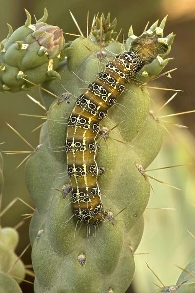 CAN-3148. Caterpillar of the Cholla Moth (Euscirrhopterus cosyra) on cholla cactus 