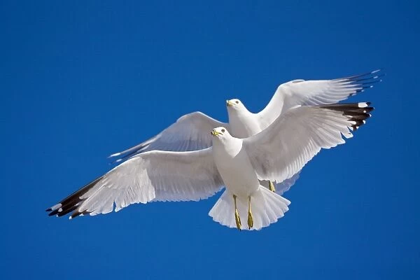 CAN-3491. Ring-billed Gulls - 2 adults soaring - Most commonly seen gull
