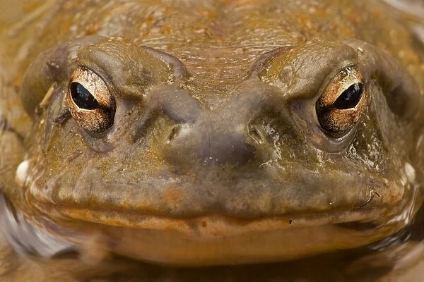 CAN-3617. Sonoran Desert  /  Colorado River Toad - Close-up of face - Sonoran