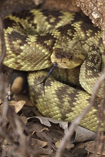 CAN-4011. Black-tailed Rattlesnake - coiled showing rattle - smelling or