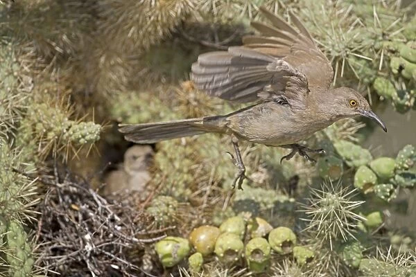 CAN-4051. Curve-billed Thrashers - adult flying from young on nest in Cholla Cactus
