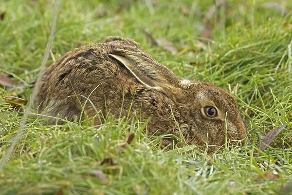 CAN-4339. Brown Hare. UK. Lepus europaeus. John Cancalosi