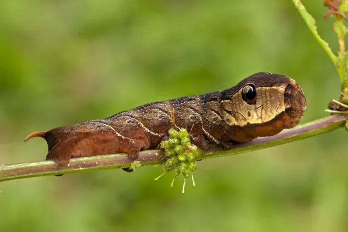 Framed Print : CAN-4533. CAN-4553. Sphinx moth (hawk moth) caterpillar - Snake mimic - defensive display Framed Print : CAN-4533. CAN-4553. Sphinx moth (hawk moth) caterpillar - Snake mimic - defensive display
