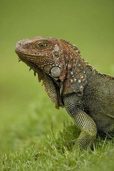 CAN-4571. Green Iguana. Tropical rainforest - Costa Rica. Iguana iguana. John Cancalosi