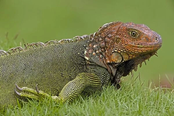 CAN-4580. Green Iguana. Tropical rainforest - Costa Rica. Iguana iguana. John Cancalosi