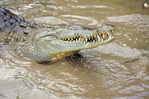 CAN-4582. American Crocodile. Tropical rainforest - Costa Rica
