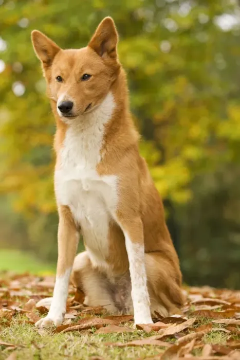 Framed Print : Canaan dog Framed Print : Canaan dog