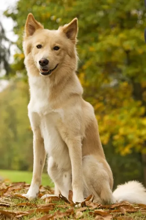 Framed Print : Canaan dog Framed Print : Canaan dog