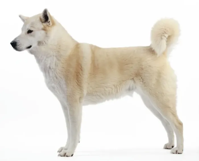 Framed Print : Canaan Dog Framed Print : Canaan Dog