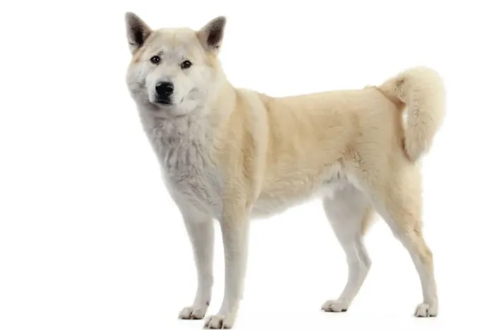 Framed Print : Canaan Dog Framed Print : Canaan Dog