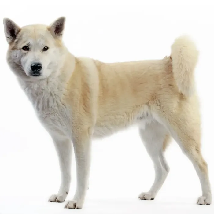 Framed Print : Canaan Dog Framed Print : Canaan Dog