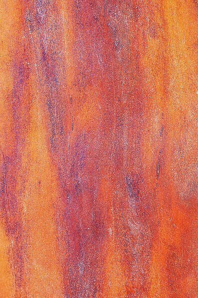 Canada, British Columbia. Bark detail of madrone tree smooth bark. Date: 31-07-2016