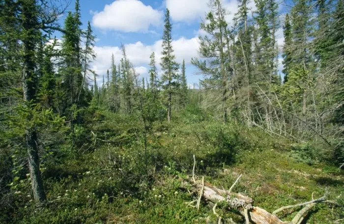 Framed Print : Canada - forest tundra North West Territory Framed Print : Canada - forest tundra North West Territory