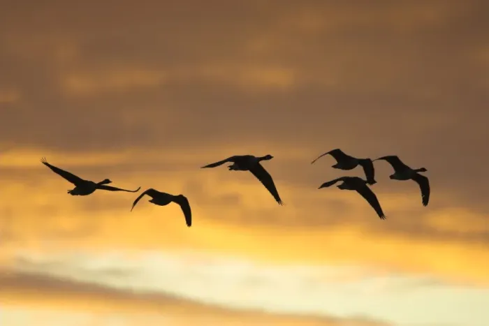 Framed Print : Canada Geese In flight at dawn silhouette against morning glow. Cleveland, UK Framed Print : Canada Geese In flight at dawn silhouette against morning glow. Cleveland, UK
