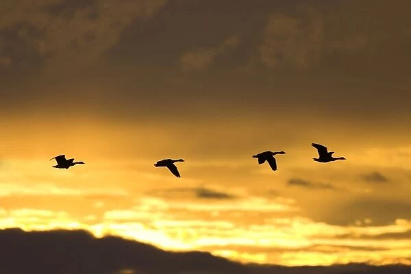 Canada Geese In flight at dawn, silhouette against at sunrise. Cleveland, UK