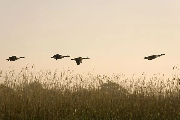 Canada Geese Four fying over reedbeds at dawn Norfolk UK