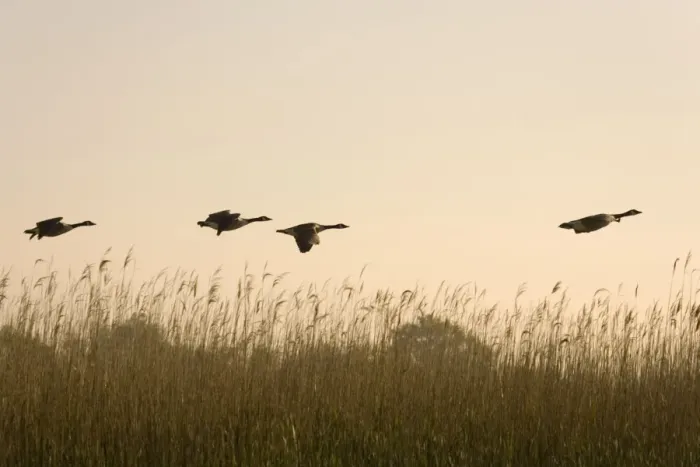 Framed Print : Canada Geese Four fying over reedbeds at dawn Norfolk UK