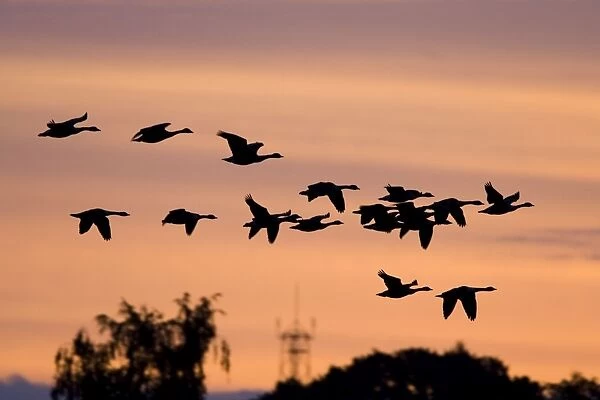 Canada Geese In low flight over trees at dawn - silhouette against morning glow. Cleveland, UK