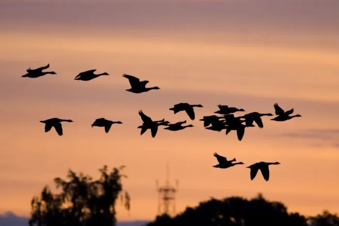 Framed Print : Canada Geese In low flight over trees at dawn - silhouette against morning glow. Cleveland, UK Framed Print : Canada Geese In low flight over trees at dawn - silhouette against morning glow. Cleveland, UK