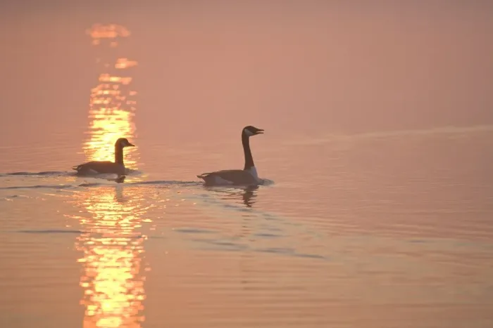 Framed Print : Canada Geese Pair at sunrise Hickling Broad Norfolk UK Framed Print : Canada Geese Pair at sunrise Hickling Broad Norfolk UK