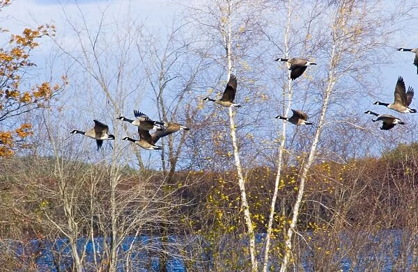 Canada Geese - small flock in flight against trees. North Central Connecticut, USA
