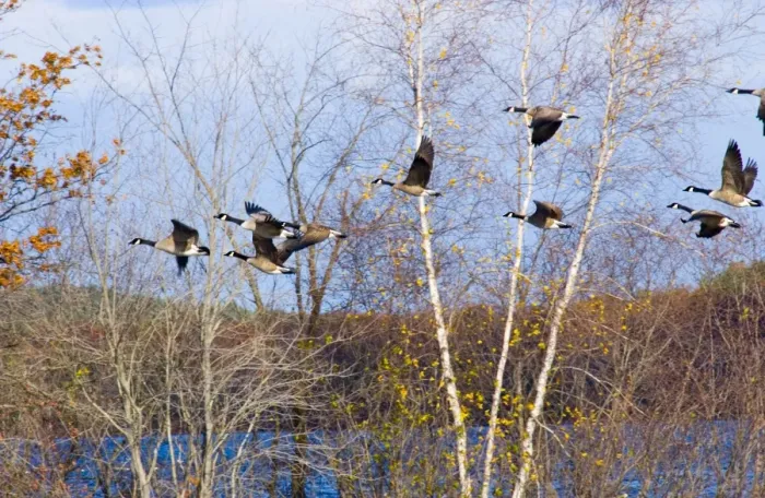 Framed Print : Canada Geese - small flock in flight against trees. North Central Connecticut, USA Framed Print : Canada Geese - small flock in flight against trees. North Central Connecticut, USA