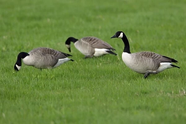 Canada Goose- 3 geese feeding on meadow, Northumberland UK