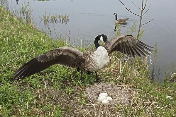 Canada Goose (Branta canadensis) Defending nest with eggs -New York-The most common and best-known goose- identified by the black head and neck and broad white cheek-Breeds on lake shores