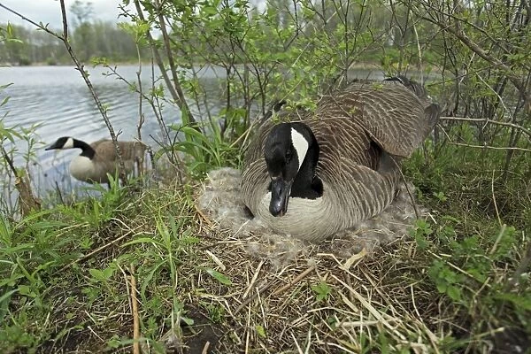 Canada Goose (Branta canadensis) sitting on eggs on nest-New York-The most common and best-known goose- identified by the black head and neck and broad white cheek-Breeds on lake shores
