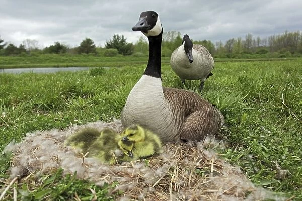 Canada Goose (Branta canadensis) on nest with young-New York-The most common and best-known goose- identified by the black head and neck and broad white cheek-Breeds on lake shores