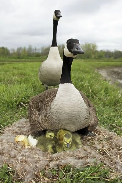 Canada Goose (Branta canadensis) on nest with young-New York-The most common and best-known goose- identified by the black head and neck and broad white cheek-Breeds on lake shores