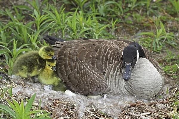 Canada Goose (Branta canadensis) Adult on nest with newly hatched young - New York - USA -The most common and best-known goose - Identified by the black head and neck and broad white cheek-Breeds on lake shores