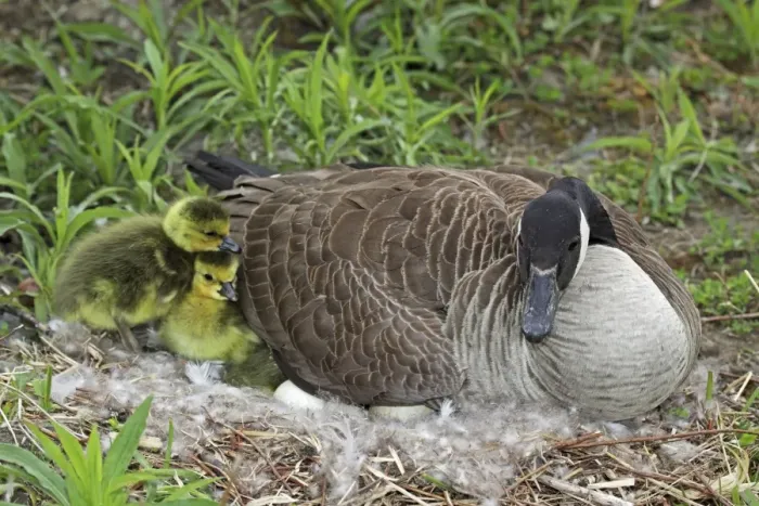 Framed Print : Canada Goose (Branta canadensis) Adult on nest with newly hatched young - New York - USA -The most common and best-known goose - Identified by the black head and neck and broad white cheek-Breeds on lake shores