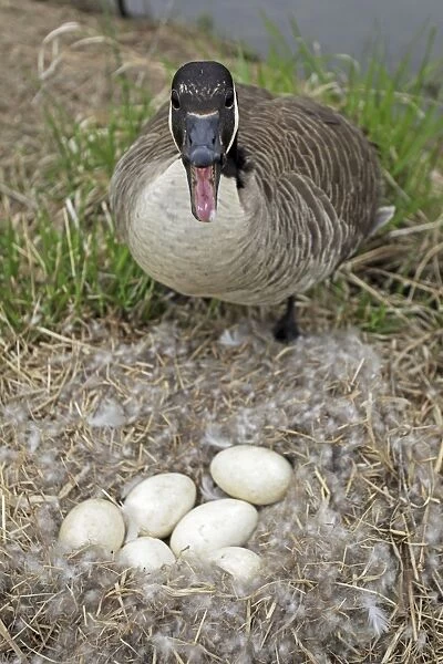 Canada Goose (Branta canadensis) Defending nest with eggs -New York-The most common and best-known goose- identified by the black head and neck and broad white cheek-Breeds on lake shores