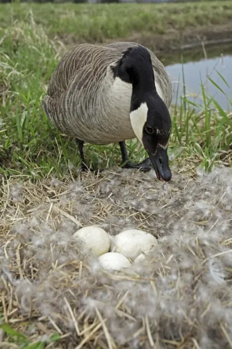 Framed Print : Canada Goose (Branta canadensis) Defending nest with eggs -New York-The most common and best-known goose- identified by the black head and neck and broad white cheek-Breeds on lake shores