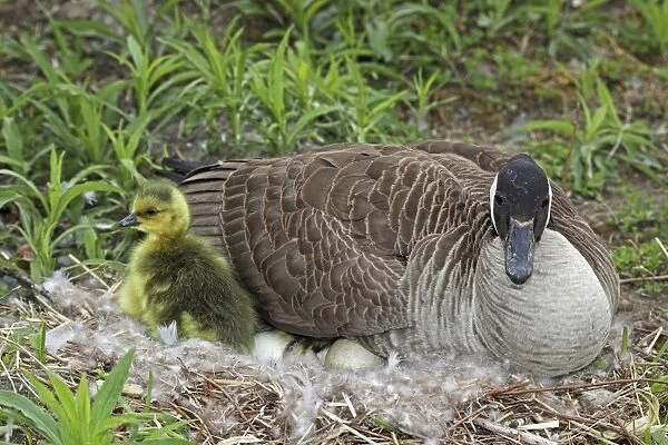Canada Goose (Branta canadensis) Adult on nest with newly hatched young - New York - USA -The most common and best-known goose - Identified by the black head and neck and broad white cheek-Breeds on lake shores