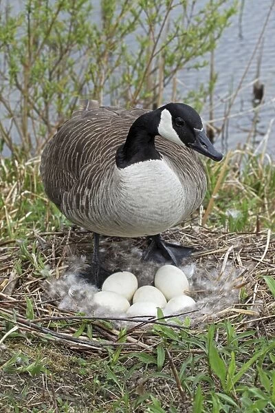 Canada Goose (Branta canadensis) - On Nest with Eggs - NY -USA - The most common and best-known goose - Identified by the black head and neck and broad white cheek-Breeds on lake shores