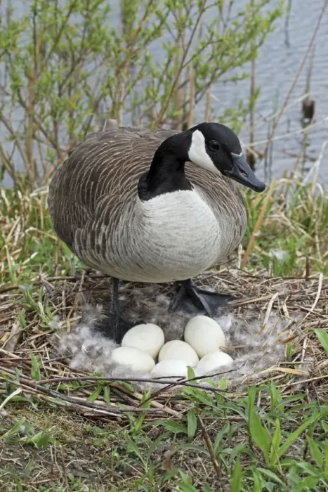 Framed Print : Canada Goose (Branta canadensis) - On Nest with Eggs - NY -USA - The most common and best-known goose - Identified by the black head and neck and broad white cheek-Breeds on lake shores Framed Print : Canada Goose (Branta canadensis) - On Nest with Eggs - NY -USA - The most common and best-known goose - Identified by the black head and neck and broad white cheek-Breeds on lake shores
