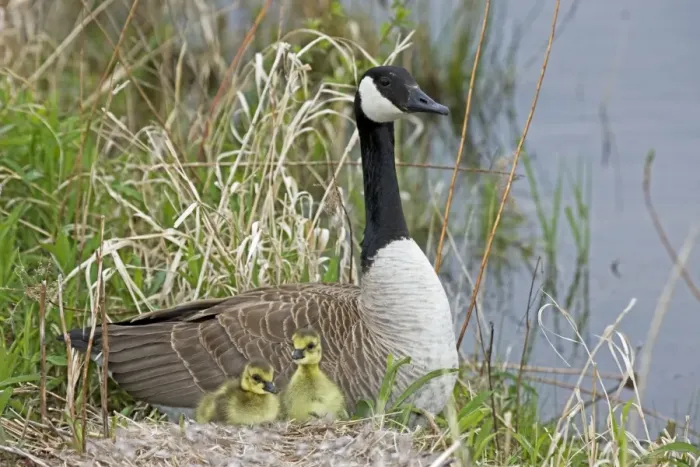 Framed Print : Canada Goose (Branta canadensis) - Adult on nest with newly hatched young - New York- USA - The most widespread goose in North America - Large waterfowl - Flocks travel in long strings in V formation announcing their approach by musical honking or Framed Print : Canada Goose (Branta canadensis) - Adult on nest with newly hatched young - New York- USA - The most widespread goose in North America - Large waterfowl - Flocks travel in long strings in V formation announcing their approach by musical honking or