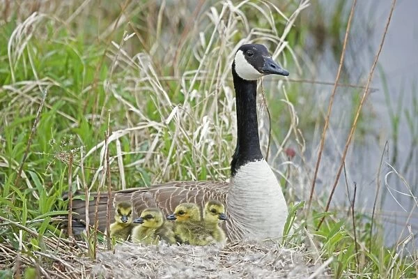 Canada Goose (Branta canadensis) - Adult on nest with newly hatched young - New York- USA - The most widespread goose in North America - Large waterfowl - Flocks travel in long strings in V formation announcing their approach by musical honking or