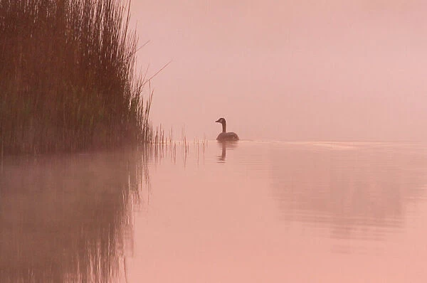 Canada Goose - on calm misty water at sunrise