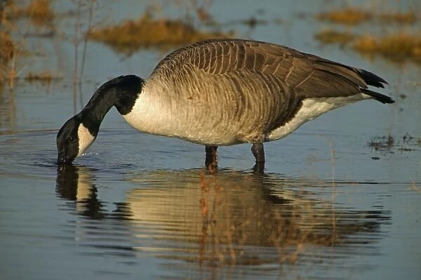 Canada Goose - Feeding. The most widespread goose in North America - Large waterfowl - Flocks travel in long strings in V formation announcing their approach by musical honking or barking - Range is Alaska-Canada and northern U. S