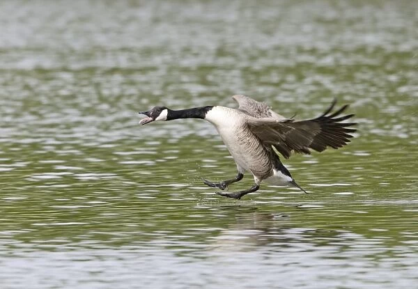 Canada Goose - in flight - landing on water - Hertfordshire - UK 007408