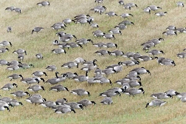 Canada Goose - flock feeding on field of stubble - autumn - Northumberland - England