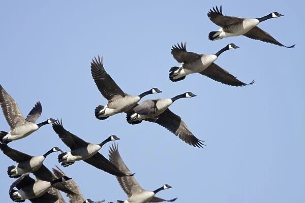 Canada Goose - flock in flight - Bowesfield Nature Reserve - Cleveland - UK