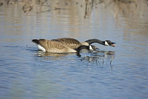 Canada Goose - Two geese in water together calling - New York - USA